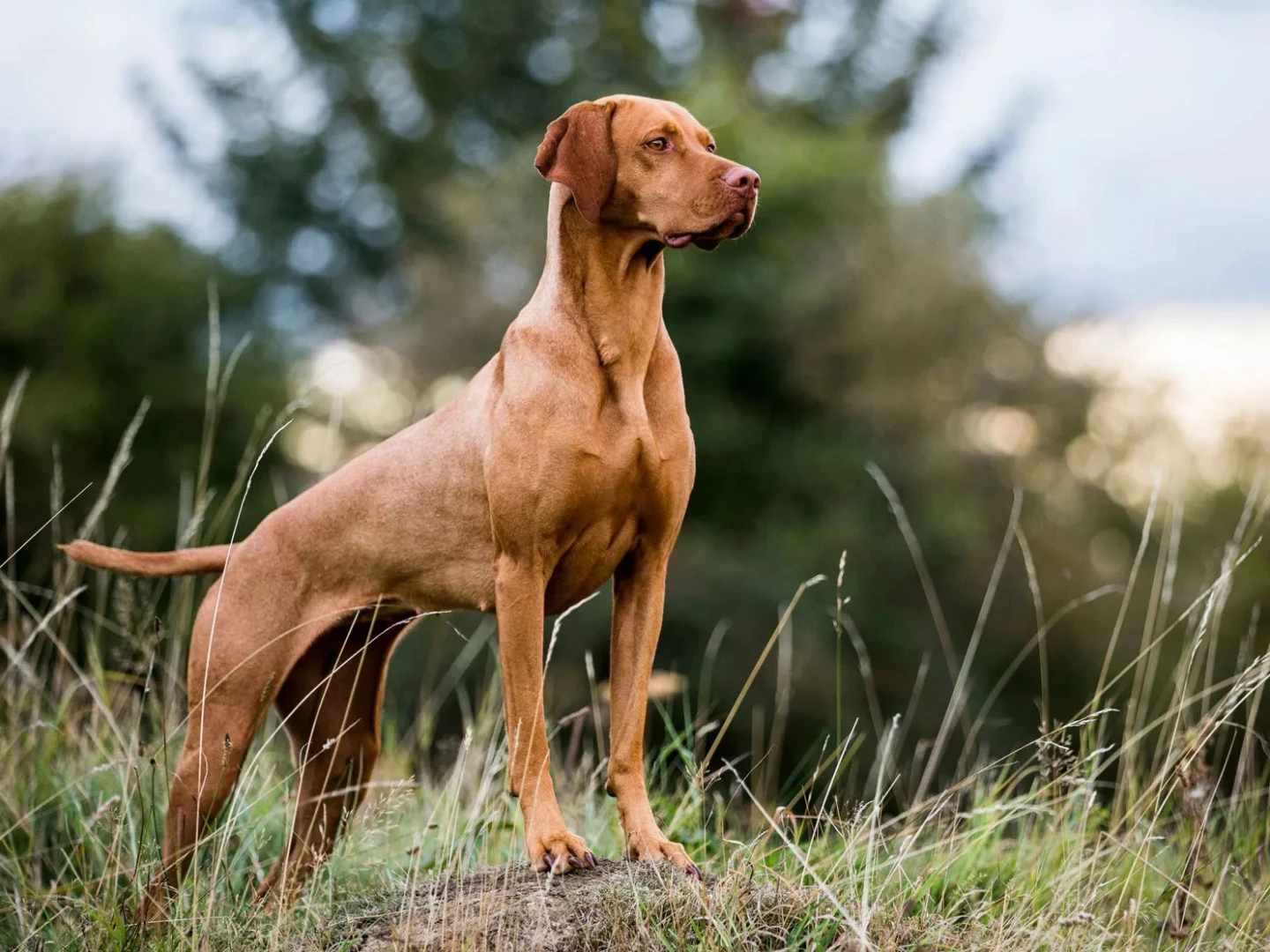Vizsla 3