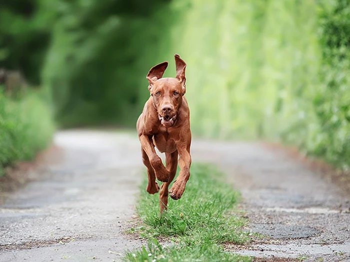 Vizsla 4
