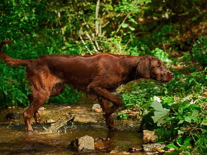 Irish Setter 5