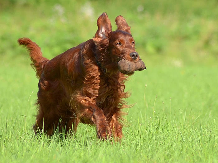 Irish Setter 3