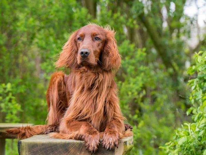 Irish Setter 4