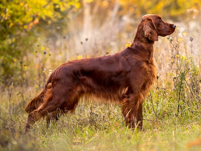 Irish Setter 2