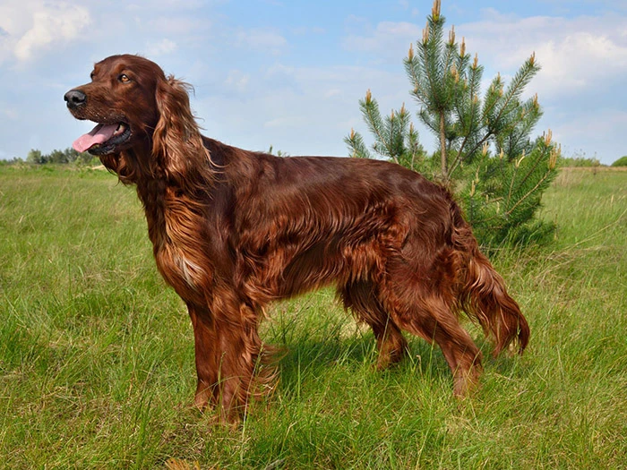 Irish Setter