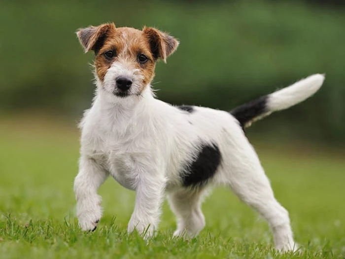 Jack Russell Terrier 5