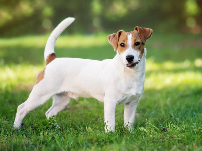 Jack Russell Terrier