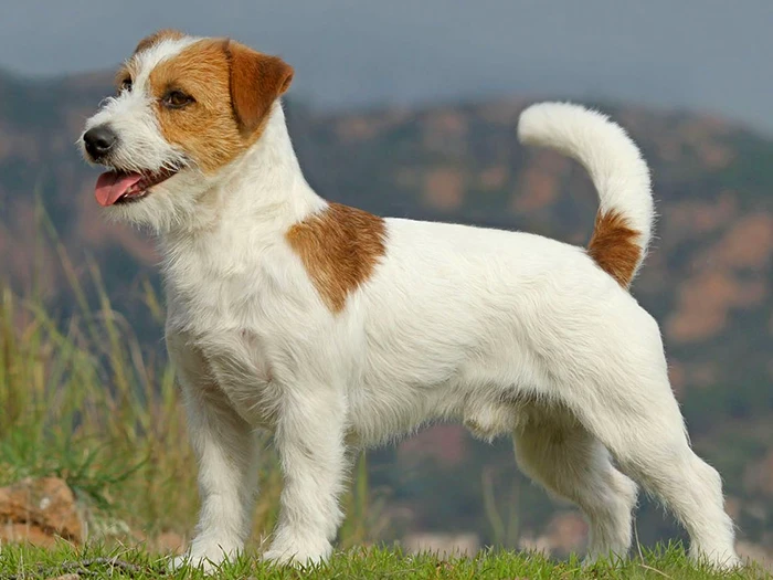 Jack Russell Terrier 3