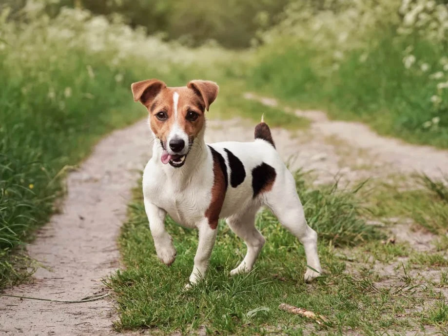 Jack Russell Terrier 4