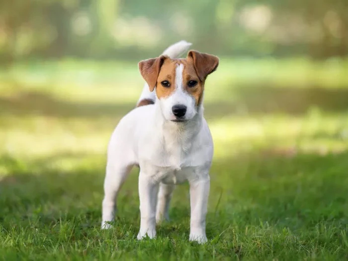 Jack Russell Terrier 2