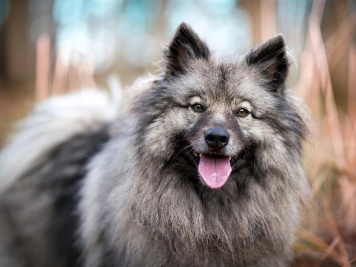 Keeshond 2
