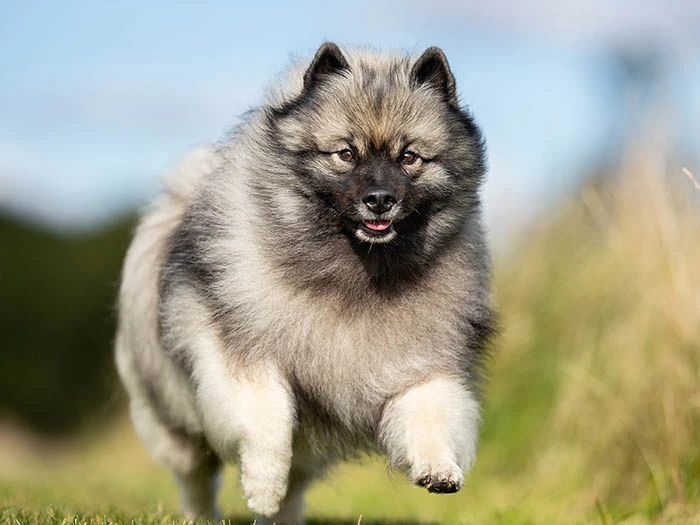 Keeshond 5