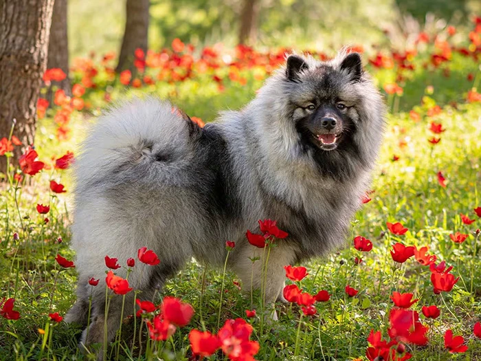 Keeshond 3