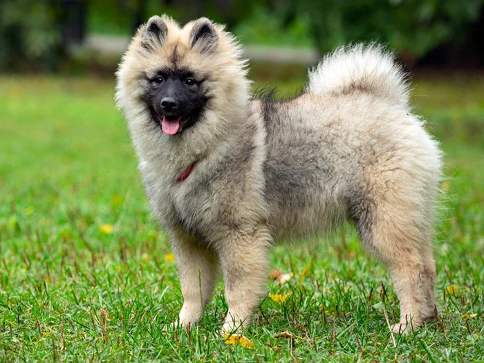 Keeshond 4