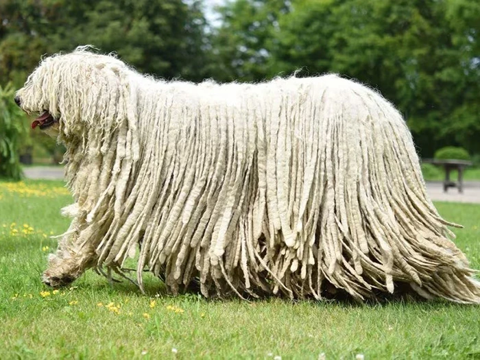 Komondor 2