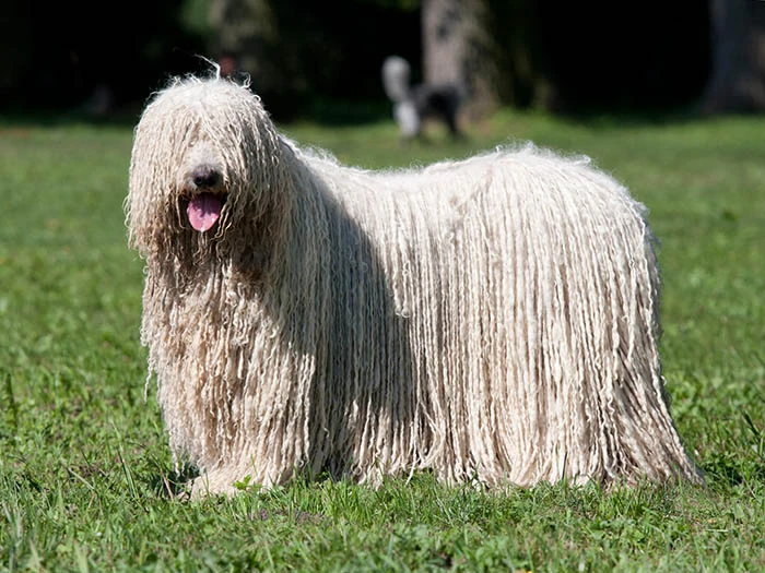 Komondor 5