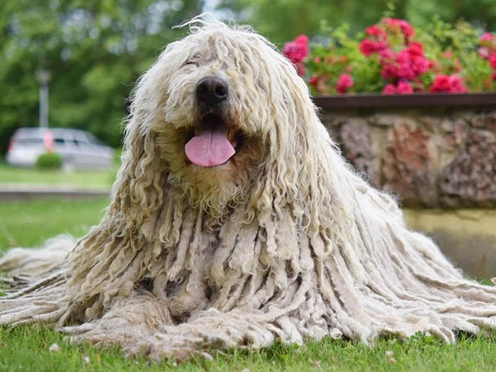 Komondor 4