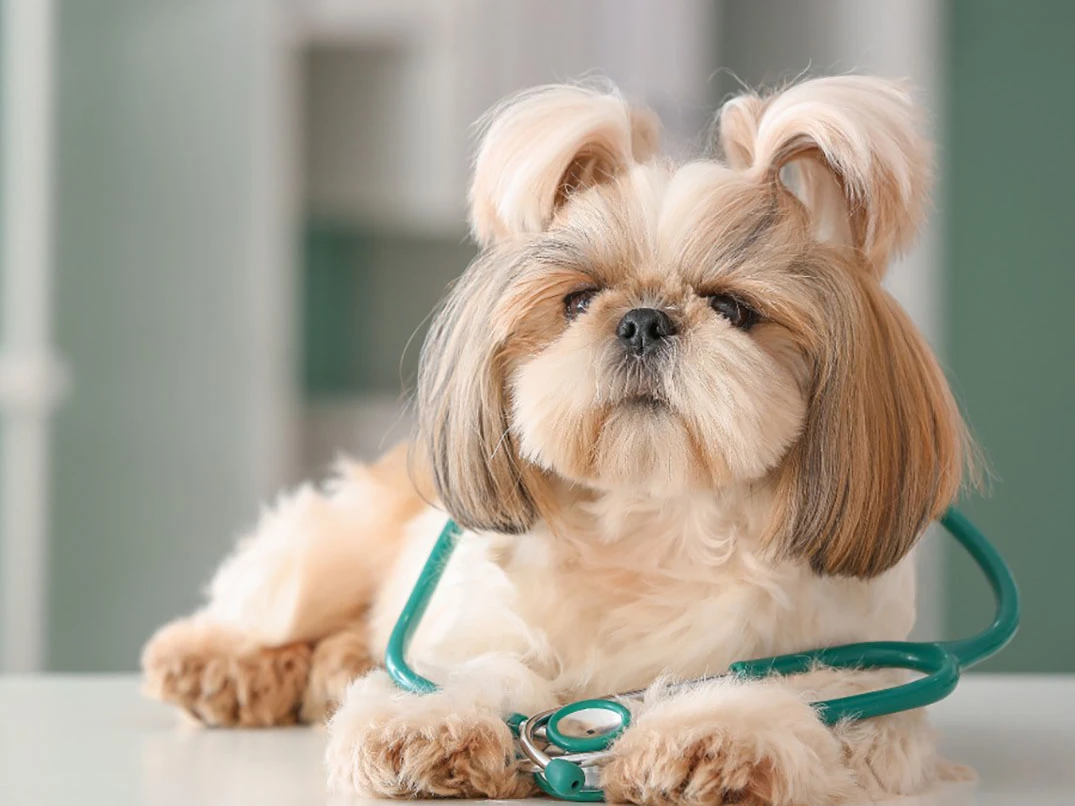 Köpeklerde Addison Hastalığı Nedir? Nasıl Anlaşılır?