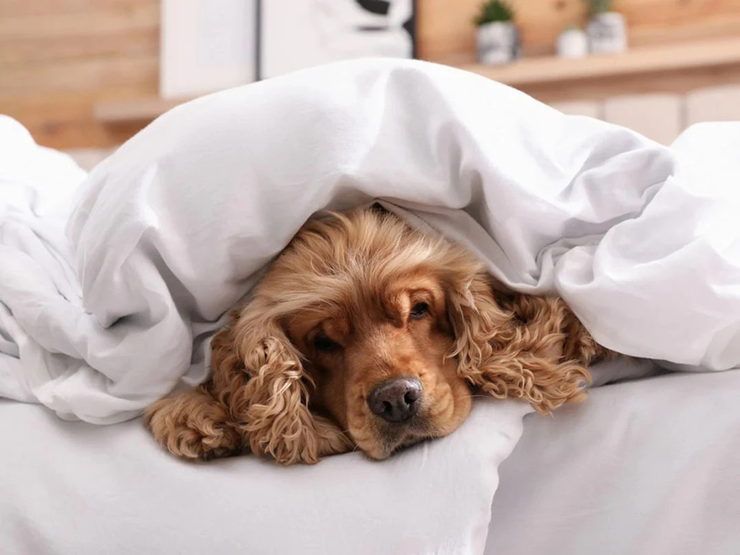 Köpeklerde Bronşit Nedir? Nasıl Anlaşılır?