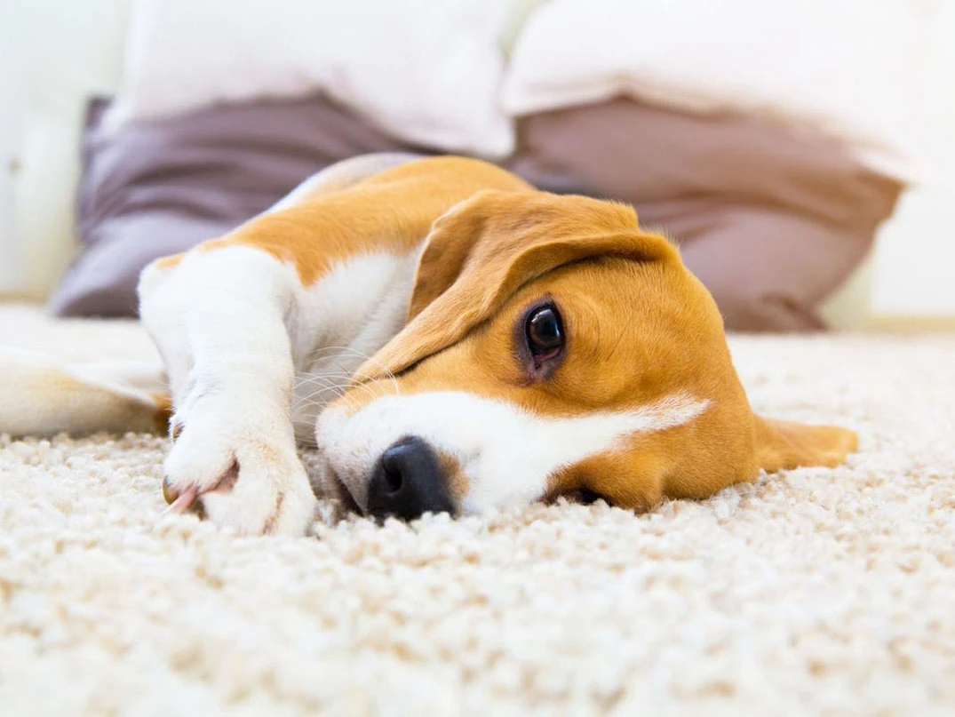 Köpeklerde Tümör Nedir? Nasıl Anlaşılır?