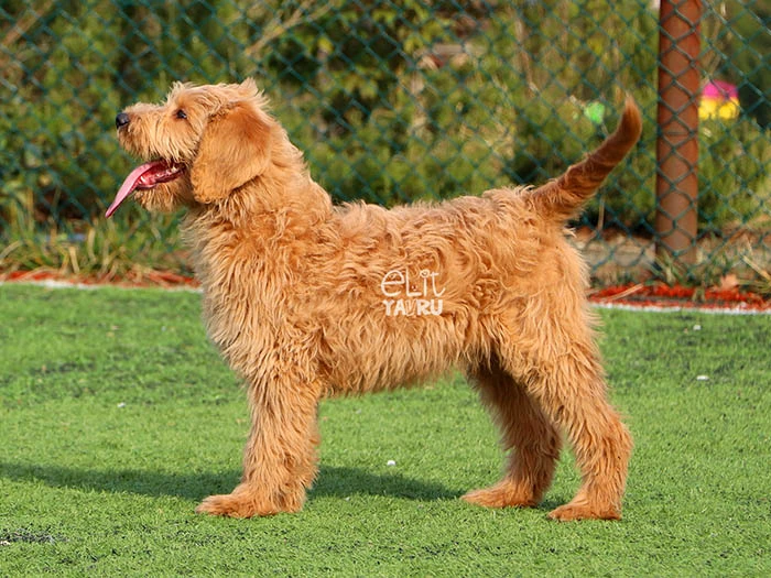 Labradoodle 1