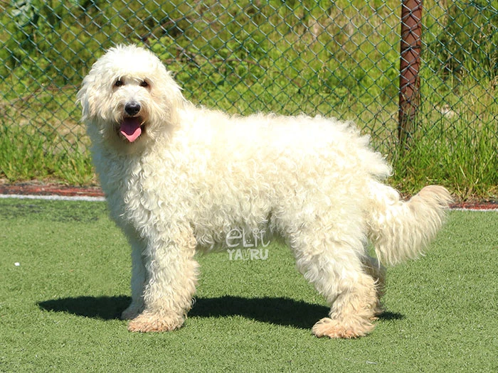 Labradoodle 4