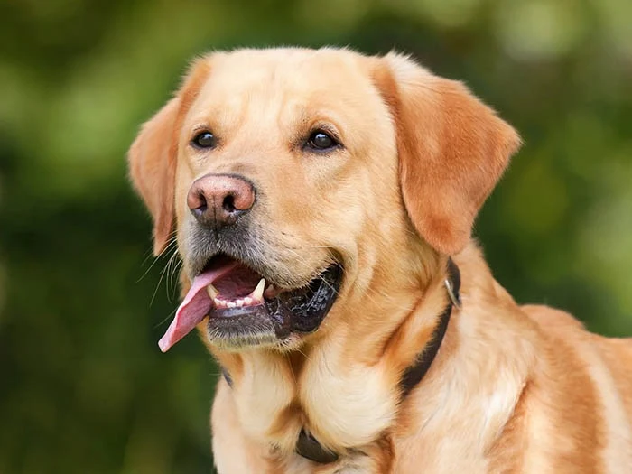 Labrador Retriever 2