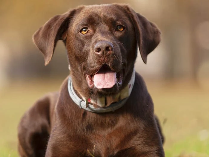 Labrador Retriever 4