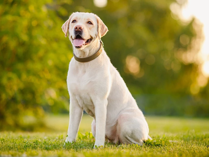 Labrador Retriever 1