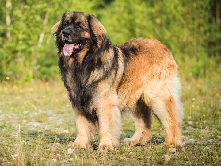 Leonberger 3