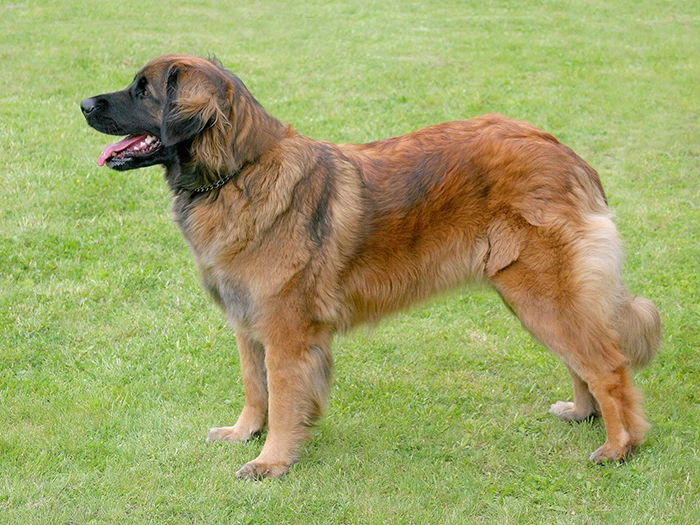 Leonberger 2