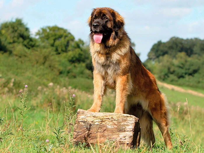 Leonberger 5