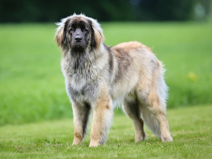 Leonberger 4