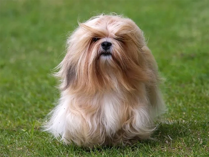 Lhasa Apso 2