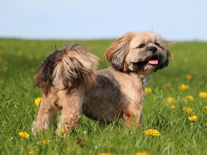 Lhasa Apso