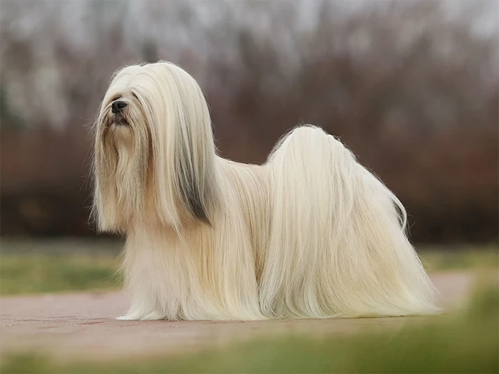Lhasa Apso 3
