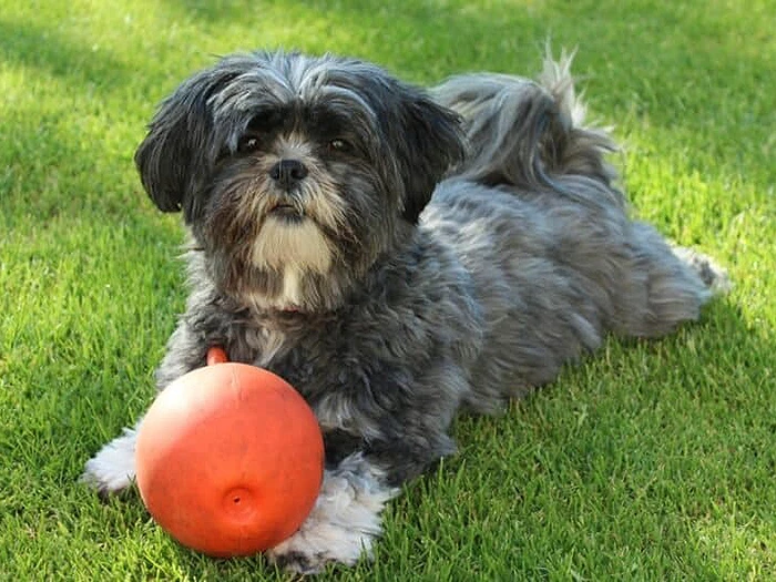 Lhasa Apso 4
