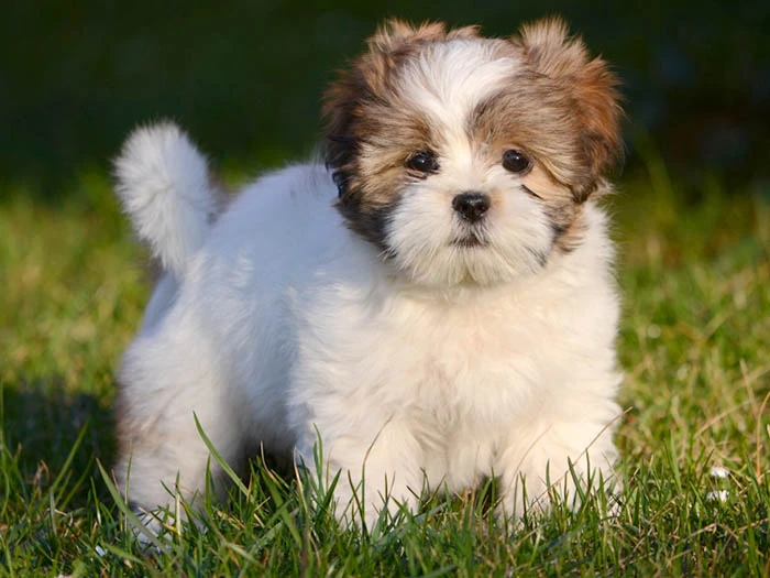 Lhasa Apso 5