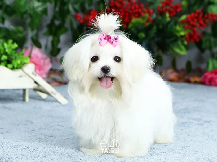 Maltese Terrier 1