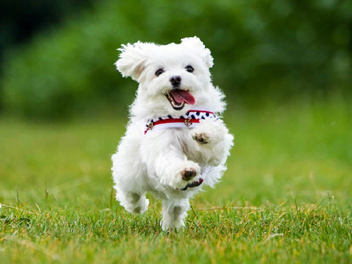 Maltese Terrier 5