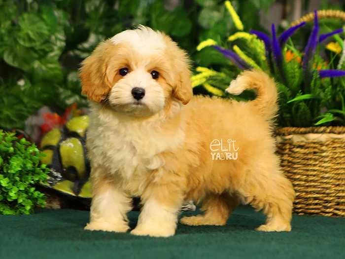 Maltipoo 3