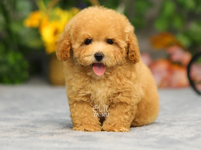 Maltipoo 1