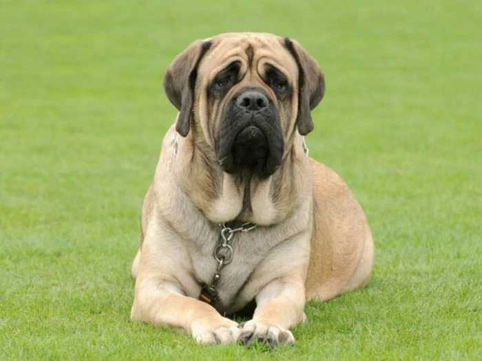 Mastiff 5