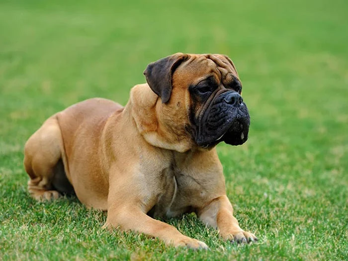 Mastiff 4