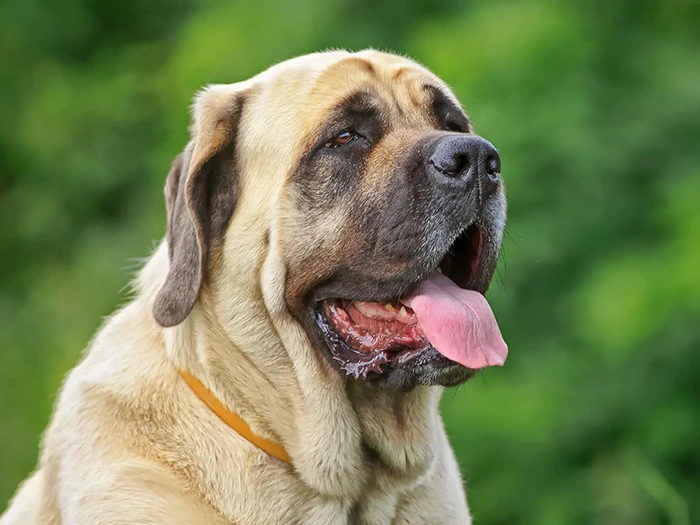 Mastiff 2