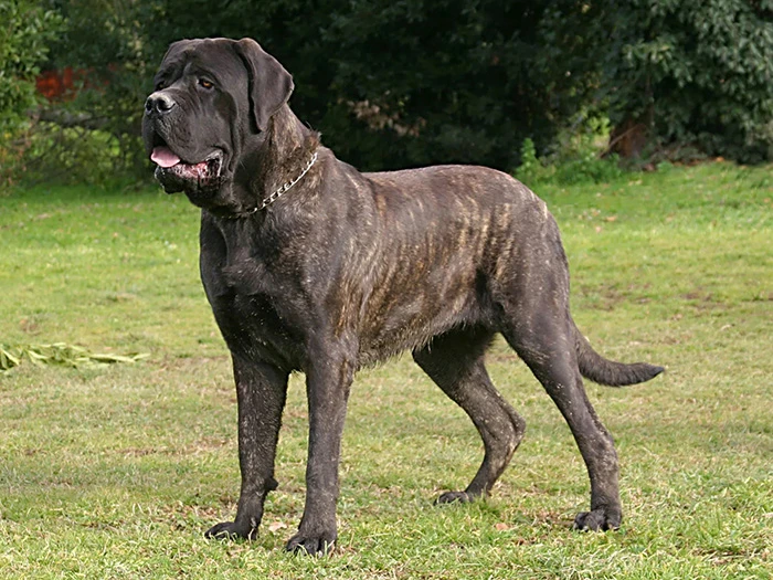 Mastiff 3