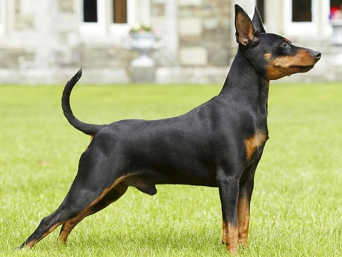 Miniature Pinscher 2
