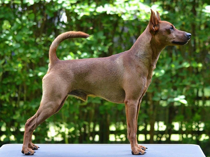 Miniature Pinscher 5