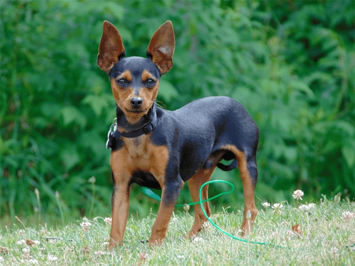 Miniature Pinscher 3
