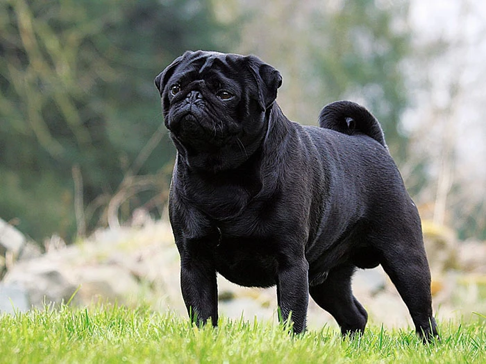 Pug (Mops) 6
