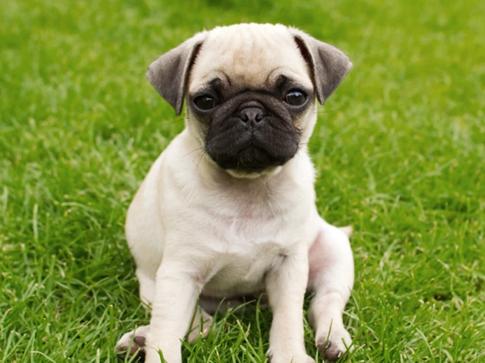 Pug (Mops) 4