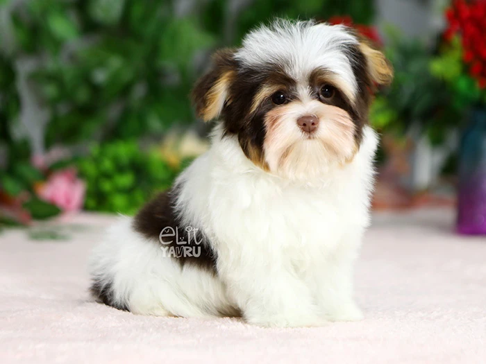 Morkie